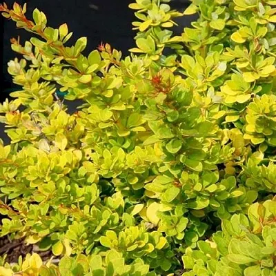 Барбарис СЕНСЕЙШЕН тунберга в Самаре