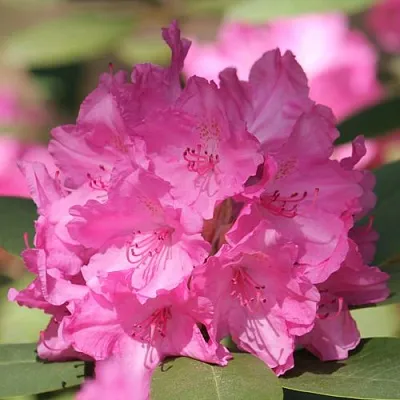 Рододендрон ЛУМИНА в Самаре