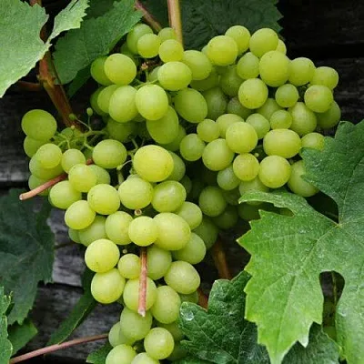 Виноград АЛЕШЕНЬКИН в Самаре