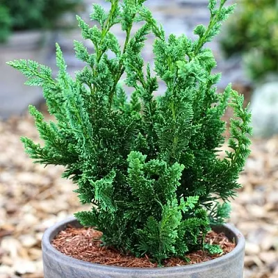 Кипарисовик ВИСЕЛЛИ лавсона в Самаре