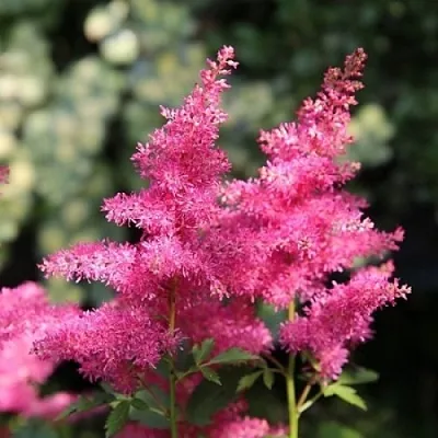 Астильба САННИ ДЕЙ гибридная в Самаре