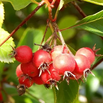 Боярышник ШАМИЛЬ  Боярышник ШАМИЛЬ в Самаре
