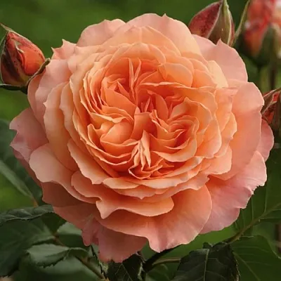 Саженцы роз БЕЛЬВЕДЕР шраб  Саженцы роз БЕЛЬВЕДЕР шраб в Самаре