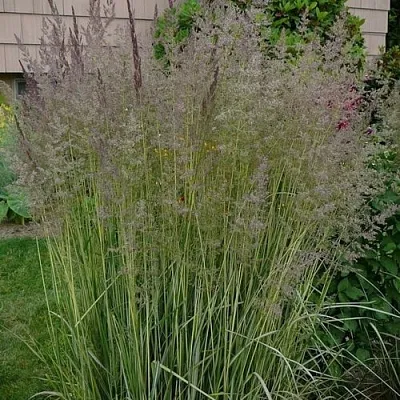 Вейник АВАЛАНШ остроцветковый в Самаре