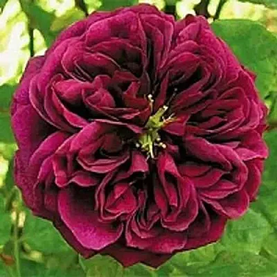 Саженцы роз ЗЕ ПРИНЦ английская  Саженцы роз ЗЕ ПРИНЦ английская в Самаре