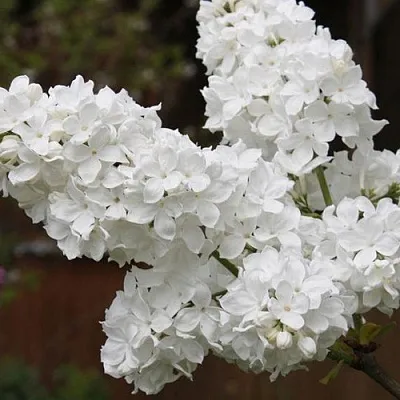 Сирень ФЛОРА  Сирень ФЛОРА в Самаре