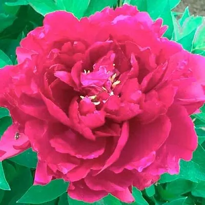 Пион ОСТРОВНОЙ МИНИСТР древовидный  Пион ОСТРОВНОЙ МИНИСТР древовидный в Самаре