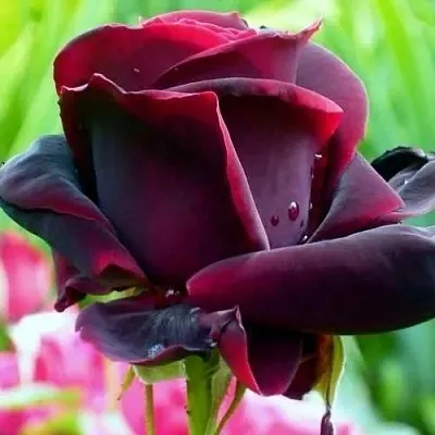 Саженцы роз ЧЕРНЫЙ ПРИНЦ чайно-гибридная в Самаре