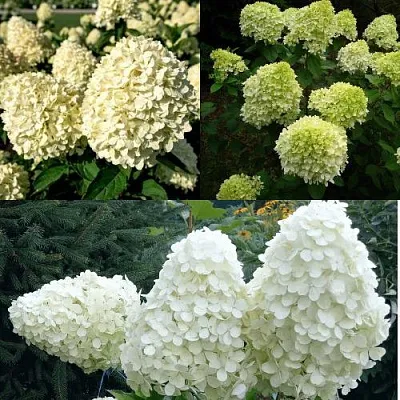 Комплект НЕЖНЫЙ КАПУЧИНО в Самаре