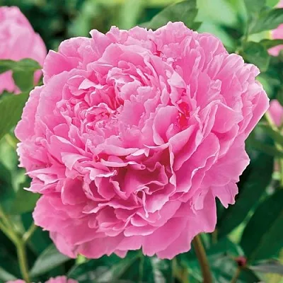 Пион МИСС ЭКХАРТ травянистый  Пион МИСС ЭКХАРТ травянистый в Самаре