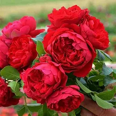 Саженцы роз ФЛОРЕНТИНА плетистая в Самаре