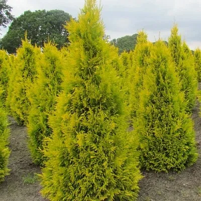 Туя САНКИСТ западная  Туя САНКИСТ западная в Самаре