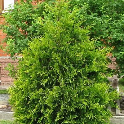 Туя АНЯ (АНИЕ) западная  Туя АНЯ (АНИЕ) западная в Самаре