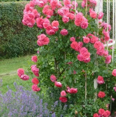 Саженцы роз РОЗЕУМ ЮТЕРСОН плетистая — описание сорта Саженцы роз РОЗЕУМ ЮТЕРСОН плетистая в Самаре