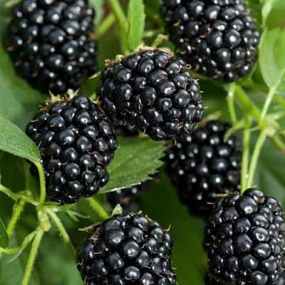 Ежевика АГАВАМ  Ежевика АГАВАМ в Самаре