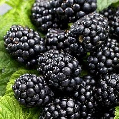 Ежевика БЖЕЗИНА бесшипная  Ежевика БЖЕЗИНА бесшипная в Самаре