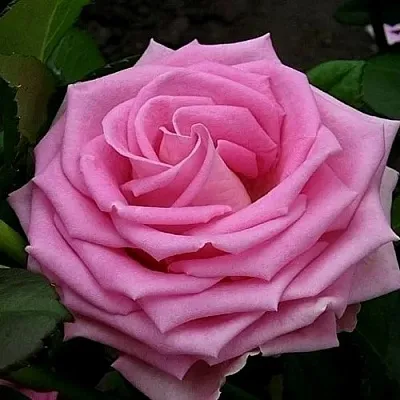 Саженцы роз АКВА чайно-гибридная в Самаре