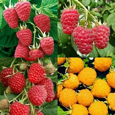 Комплект МАЛИНОВОЕ АССОРТИ в Самаре