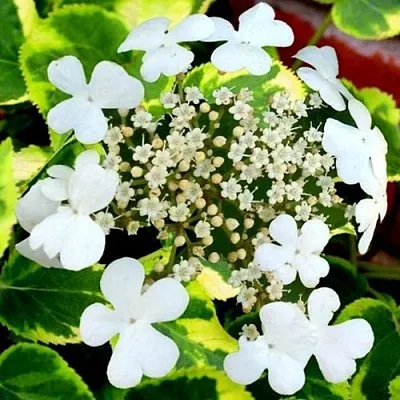 Гортензия МИРАНДА черешковая в Самаре