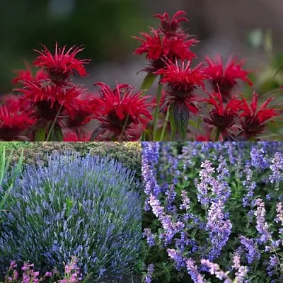 Комплект АРОМАТНЫЙ ЧАЙ в Самаре