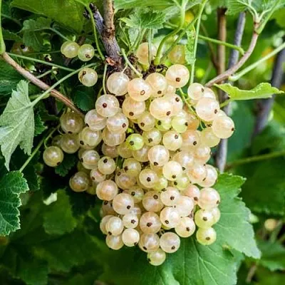 Смородина белая БЕЛАЯ ПОТАПЕНКО в Самаре