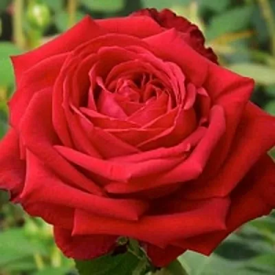 Саженцы роз СОФИ ЛОРЕН чайно-гибридная в Самаре