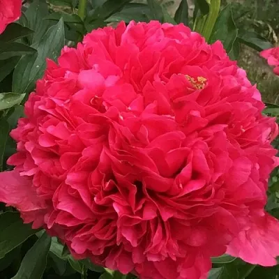 саженцы пиона