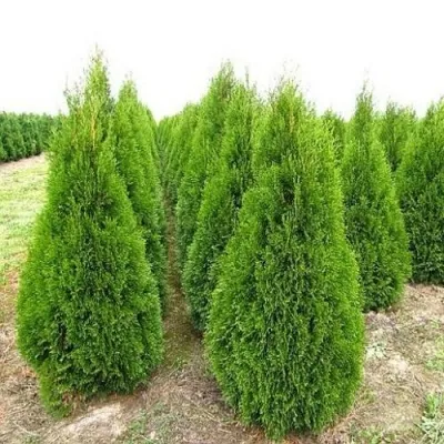 Туя СМАРАГД западная — описание сорта Туя СМАРАГД западная в Самаре