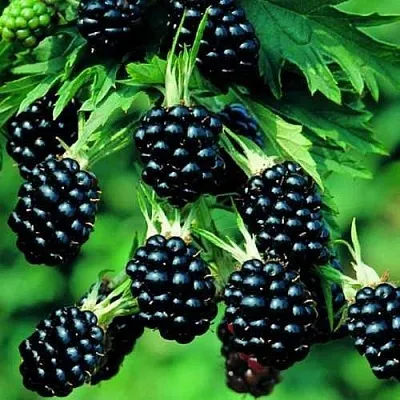 Ежевика КИТАНИНИ бесшипная  Ежевика КИТАНИНИ бесшипная в Самаре