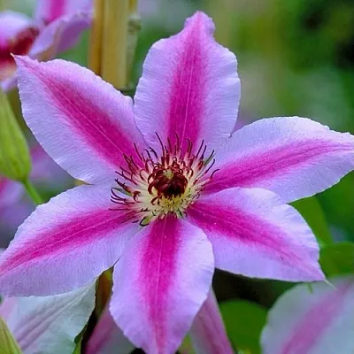 Клематис НЕЛЛИ МОЗЕР в Самаре