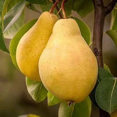 Осенние сорта в Самаре