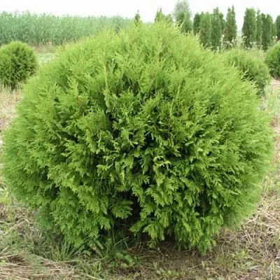 Туя ГЛОБОЗА западная  Туя ГЛОБОЗА западная в Самаре