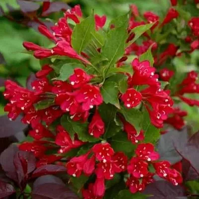 Вейгела РЕД ПРИНЦ в Самаре