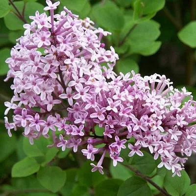 Сирень ПАЛИБИН   Сирень ПАЛИБИН  в Самаре