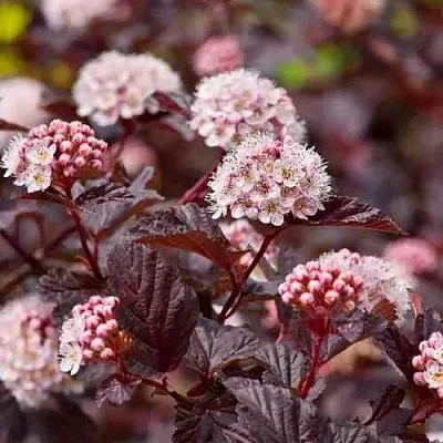 Пузыреплодник АНДРЕ  в Самаре