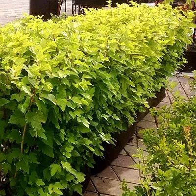 Комплект АНГЕЛ ГОЛД в Самаре