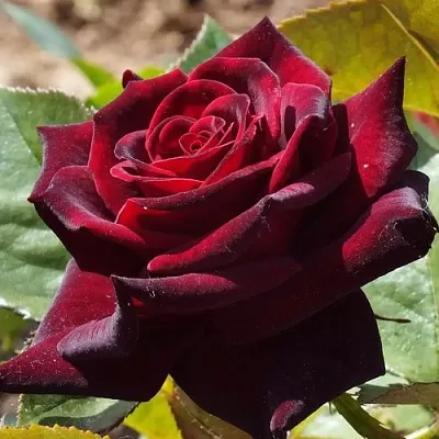 Саженцы роз БЛЭК БАККАРА чайно-гибридная в Самаре