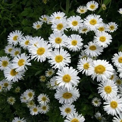 Астра АЛЬБУС альпийская в Самаре