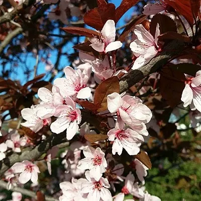 Слива ВУДИ растопыренная в Самаре