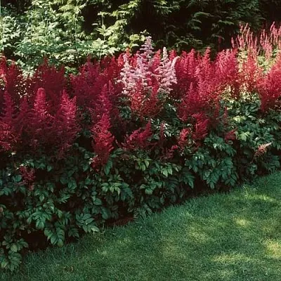 Астильба ГРАНАТ Арендса в Самаре