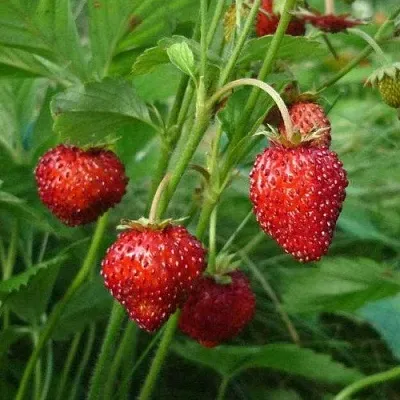 Земляника АЛЬПИЙСКАЯ в Самаре