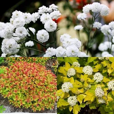 Комплект СОЛНЕЧНЫЙ МИКС в Самаре