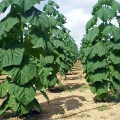 Павлония ПАО ТОГН Z07 в Самаре