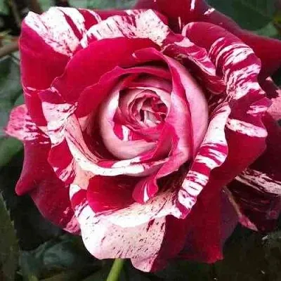 Саженцы роз ХУЛИО ИГЛЕСИАС чайно-гибридная в Самаре