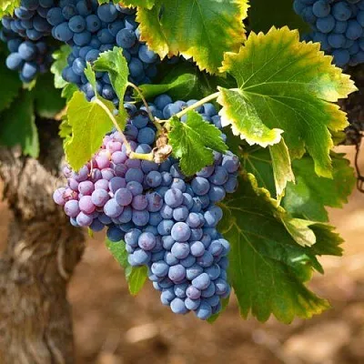 Виноград ЗИЛГА в Самаре