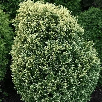 Туя ЛИТОМИШИЛ западная  Туя ЛИТОМИШИЛ западная в Самаре