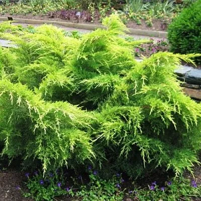 Можжевельник ГОЛД КОСТ средний в Самаре