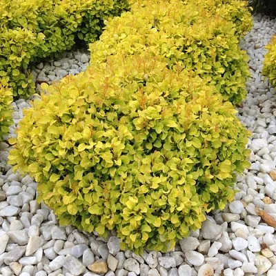 Барбарис БОНАНЗА ГОЛД тунберга в Самаре