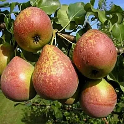 Груша МРАМОРНАЯ в Самаре