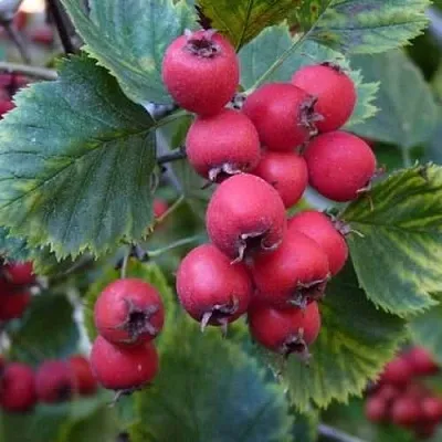 Боярышник АРНОЛЬДА  Боярышник АРНОЛЬДА в Самаре